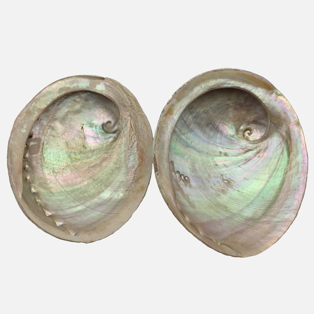 Large Abalone Shell - Grade A