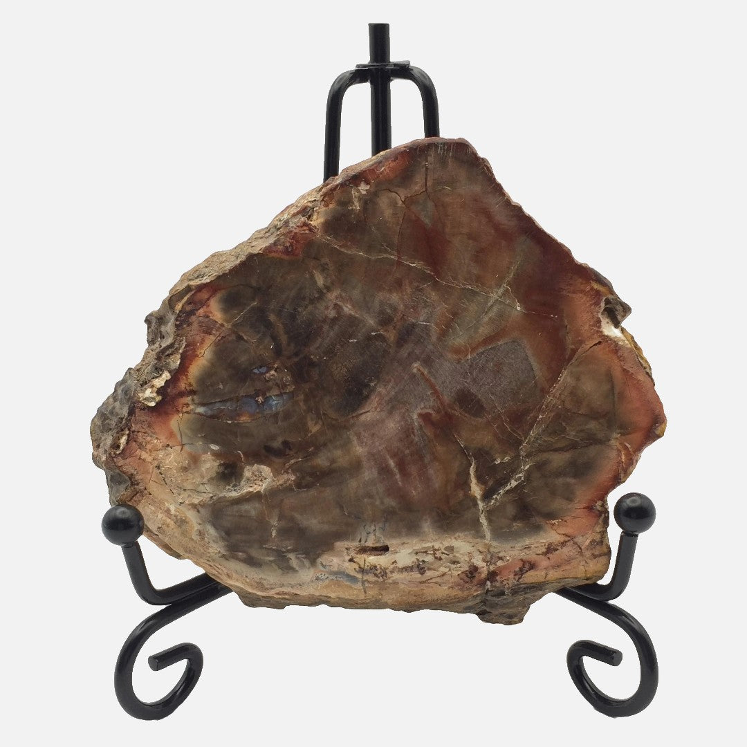 Petrified Wood Slab #1