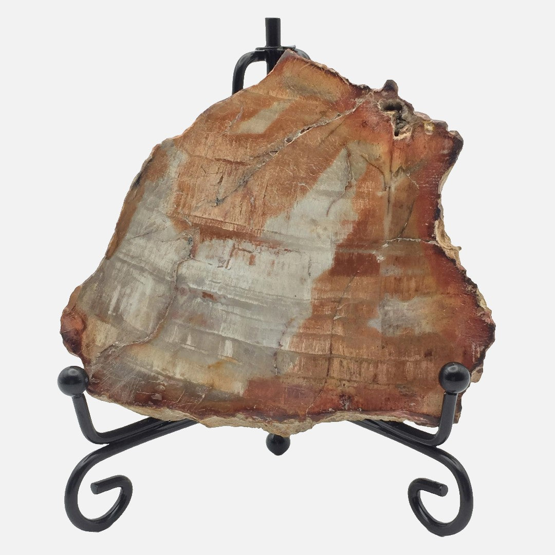 Petrified Wood Slab #2