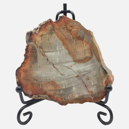 Petrified Wood Slab #2