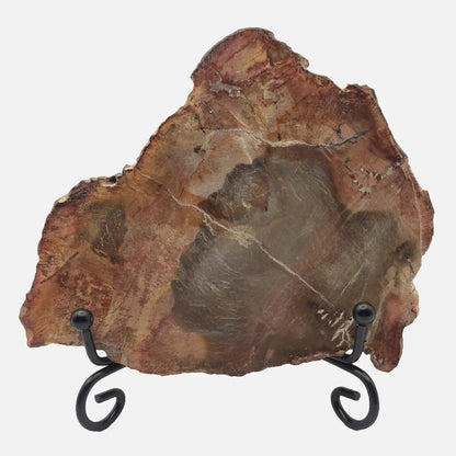 Petrified Wood Slab #3