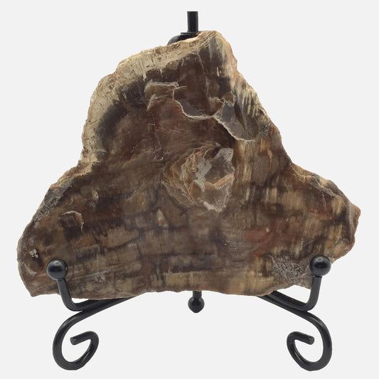 Petrified Wood Slab #4